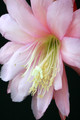 eh rose queen 8791 4736