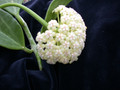hoya pachyclada 7092 3