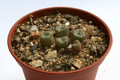 conophytum ectypum tischeri eselfontain 2894