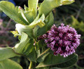 asclepias syriaca 01