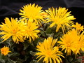 faucaria tuberculosa 3768