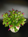 schlumbergera exotic dancer 02