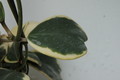 hoya kerri albomarginata 6525