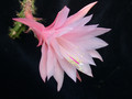 aporocactus vivide 01