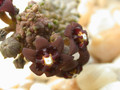 caralluma dodsoniana08