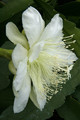 eh white magic 9730 8841