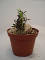 brachystelma tuberosum 169