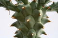 euphorbia tuberculata 0593
