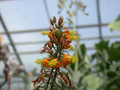 bulbine alooides5