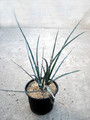 hesperaloe parviflora 4865