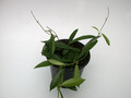 hoya dennisii 3957