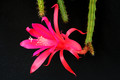 aporocactus shin 6621