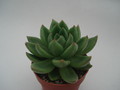 echeveria haageana 8384