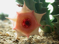 huernia insigniflora es2315 04