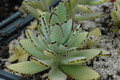 kalanchoe tomentosa 212