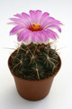 thelocactus bicolor iih1145 9841