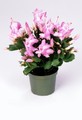 schlumbergera thor zenia 9
