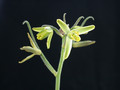 albuca spiralis 02