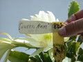 eh queen ann 8620 457