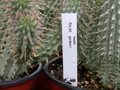 hoodia gordonii 5685