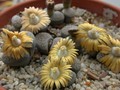 lithops verruculosa1