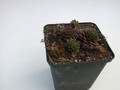 sempervivum topas 5742