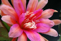 eh royale rose 8890 5162
