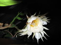 epiphyllum chrysocardium 511