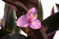 tradescantia rubinsword 0870