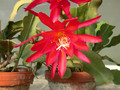 eh erfurter gartenschau 23 05