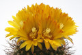 parodia sp b193 9741