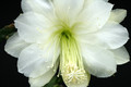 eh white magic 9730 4914