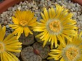 lithops pseudotruncatella mundhii c100 01