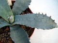agave desertii simplex 4856