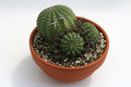 euphorbia stellaspina klein 9508