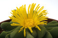 glottiphyllum oligocarpum mg152 1041
