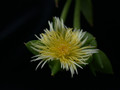 sceletium joubertii sb979 03