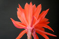 eh gloriosum 6850 8192