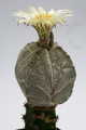 astrophytum cv onzuka ve 0102