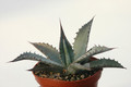 agave palmeri ruby az 8526
