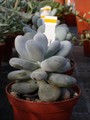 pachyphytum oviferum