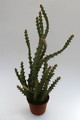 euphorbia knuthii 0651