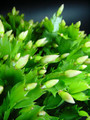 schlumbergera limelight