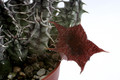huernia saudi arabica 9528