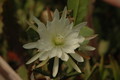 eh zaffaria 9931 03