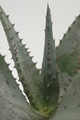aloe ferox 8736