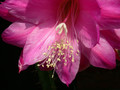 aporocactus fliedery paetz06