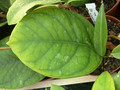 hoya sp sumatra 7020 02