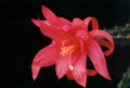 aporocactus odalisque