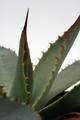 agave parryi 0134
